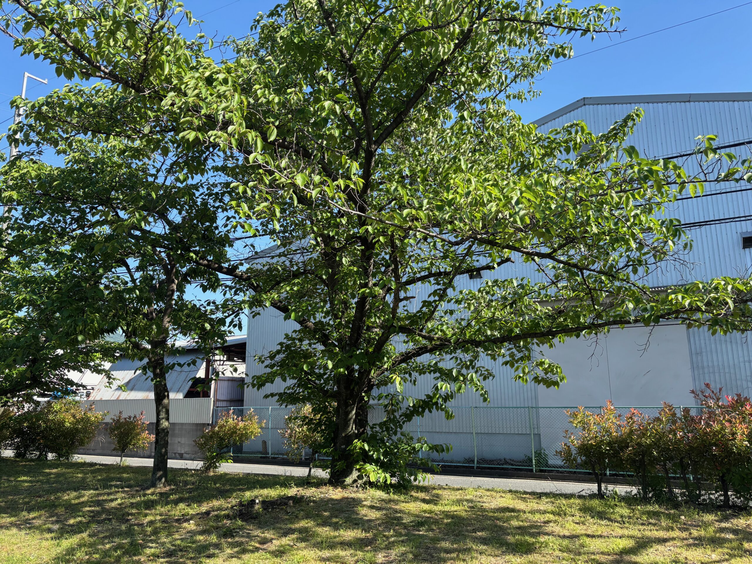 公園内の木々