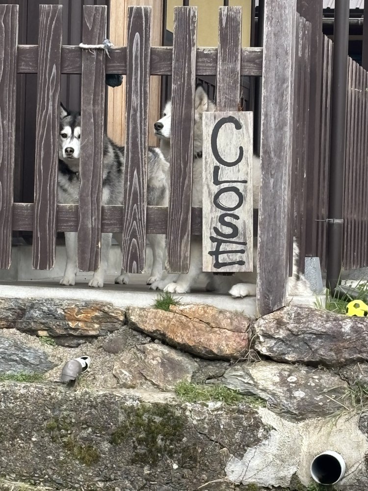 CLOSED看板の前に座るハスキー犬2匹