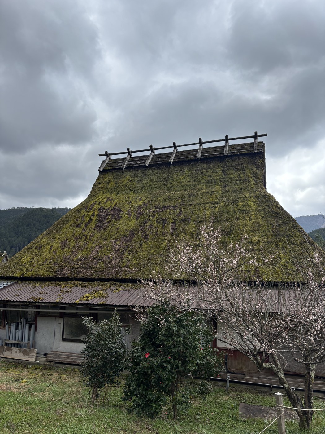 苔むしたかやぶき屋根のアップ