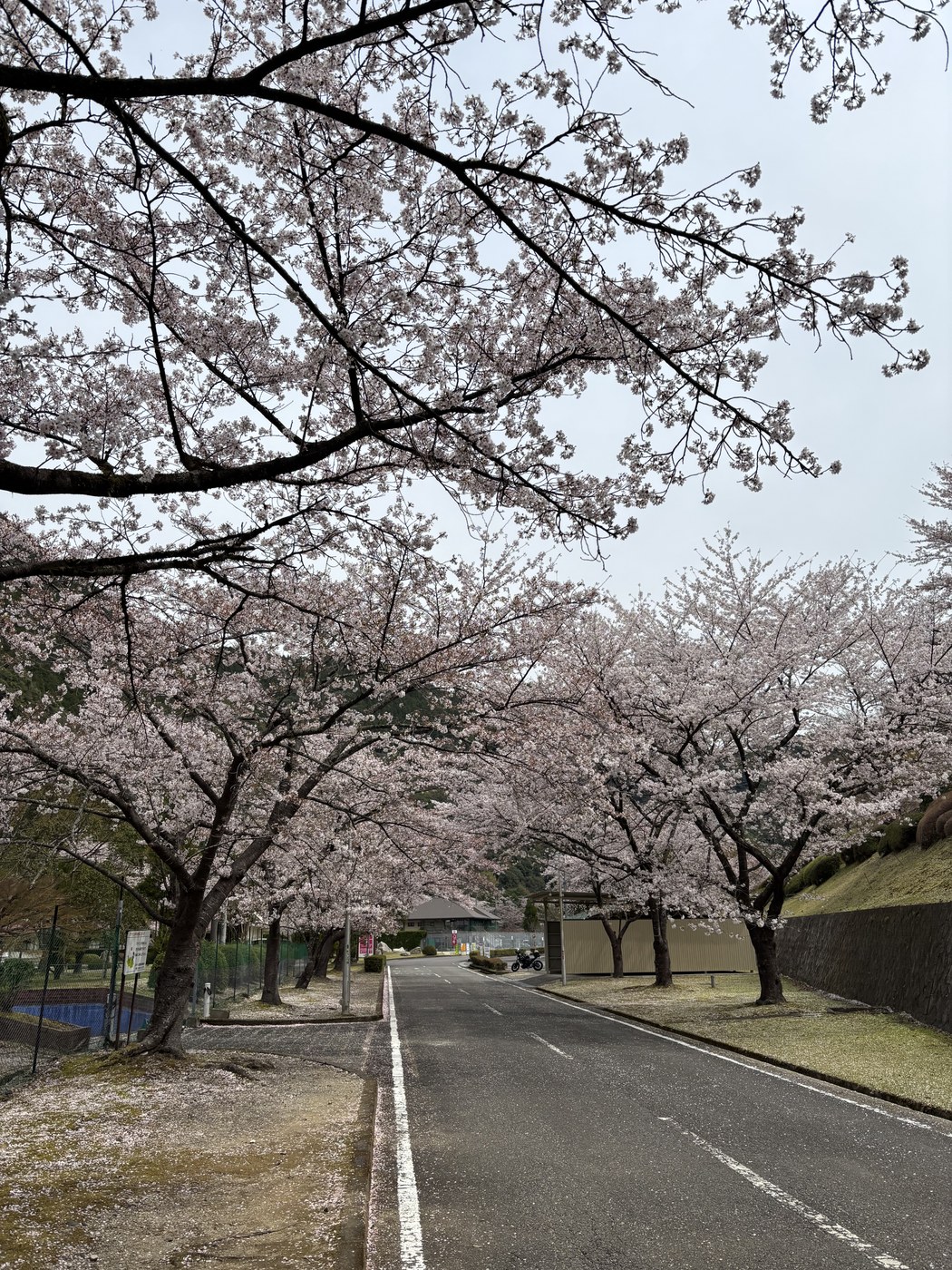 桜のトンネルになった道