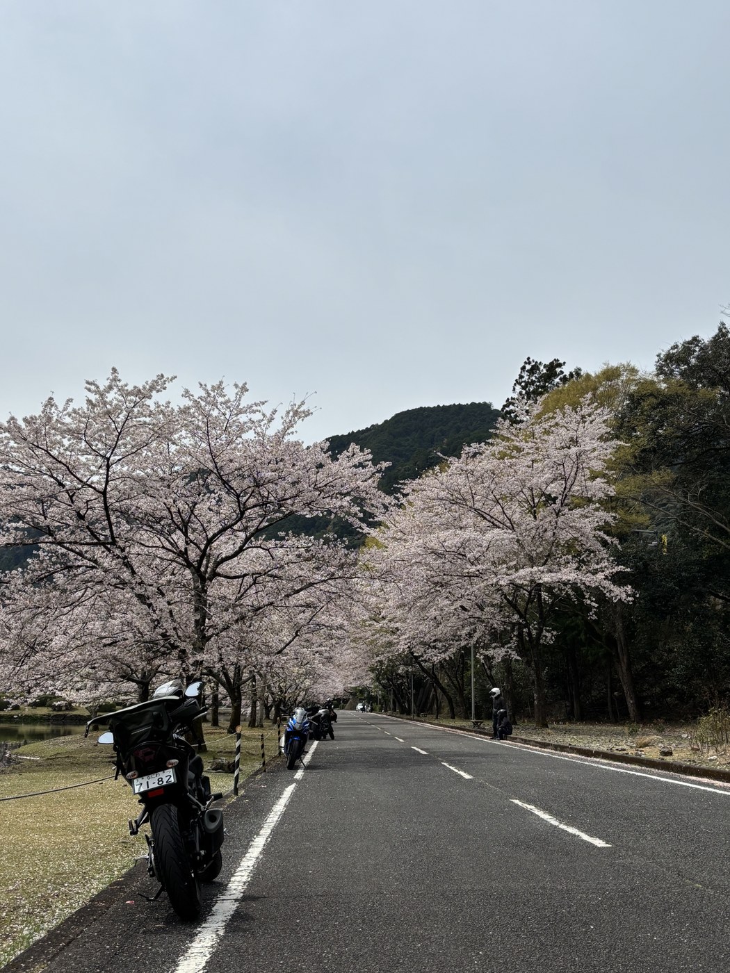 桜並木の道とバイク