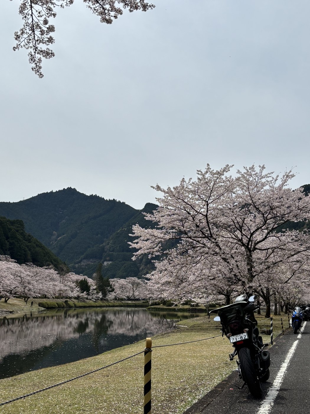 池に桜が映り込む風景とバイク