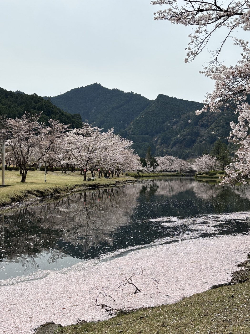 池に桜の花びらが浮かぶ花筏と反射