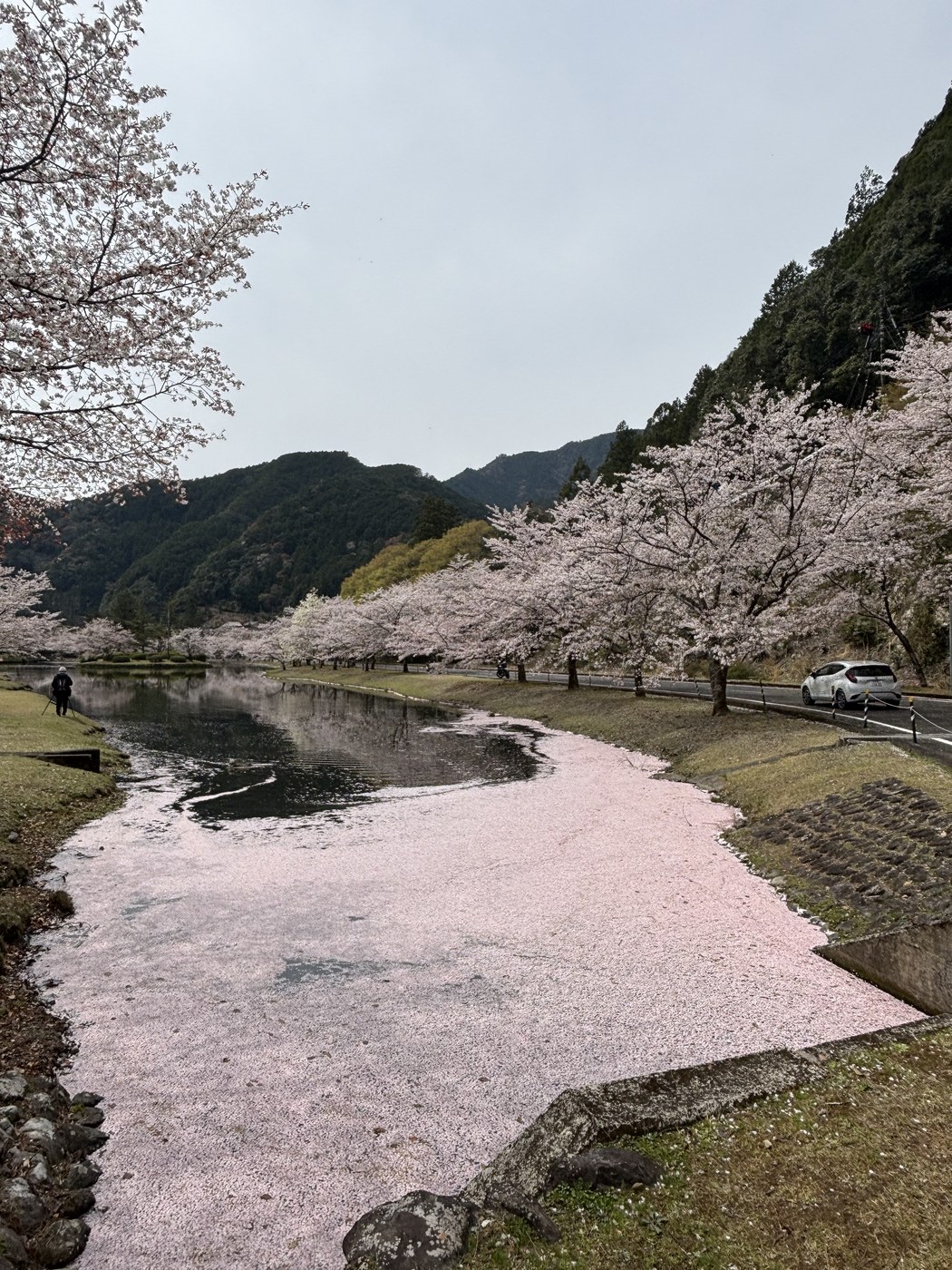 花びらで埋まった池の水面