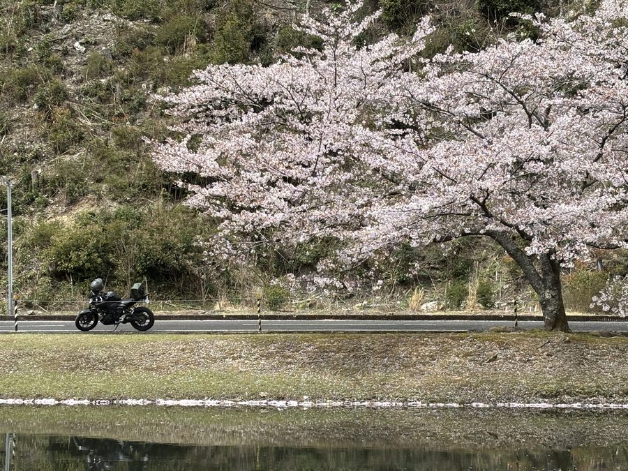 満開の桜の木の下を走るバイク