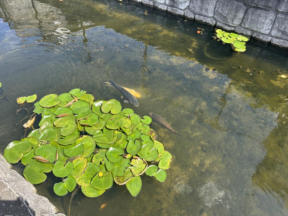 睡蓮の葉と鯉