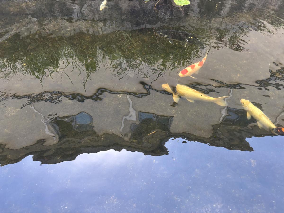 水路を泳ぐ鯉