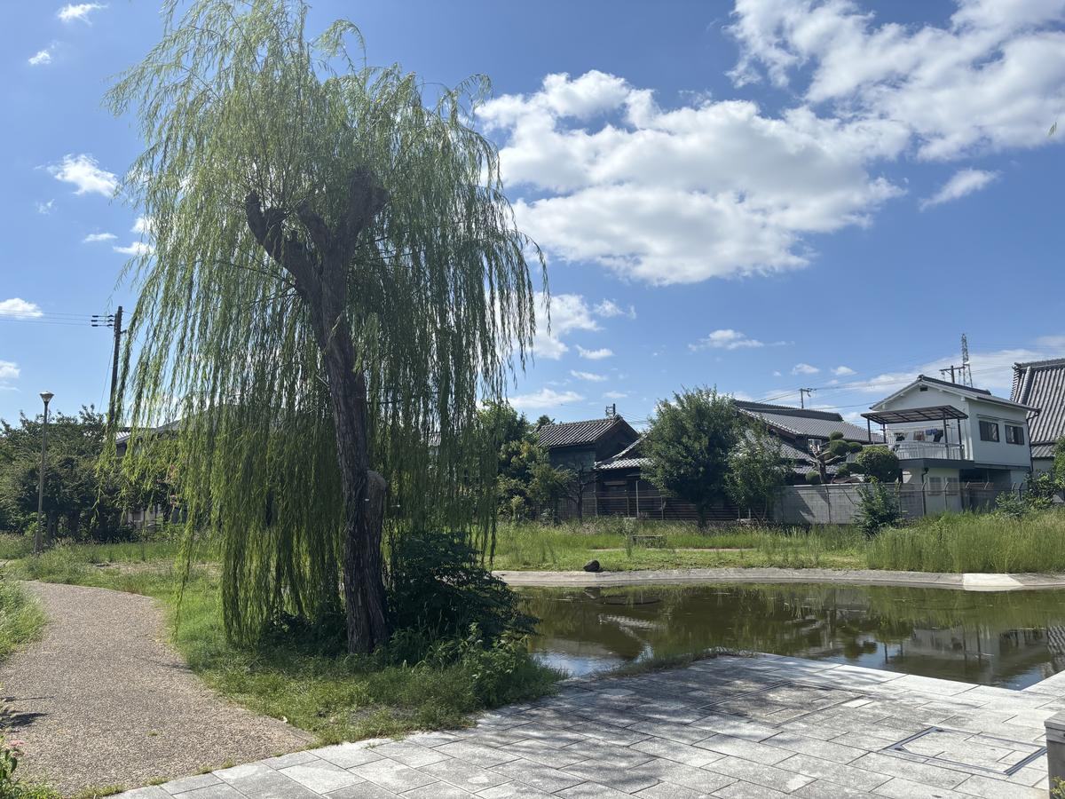 柳と池
