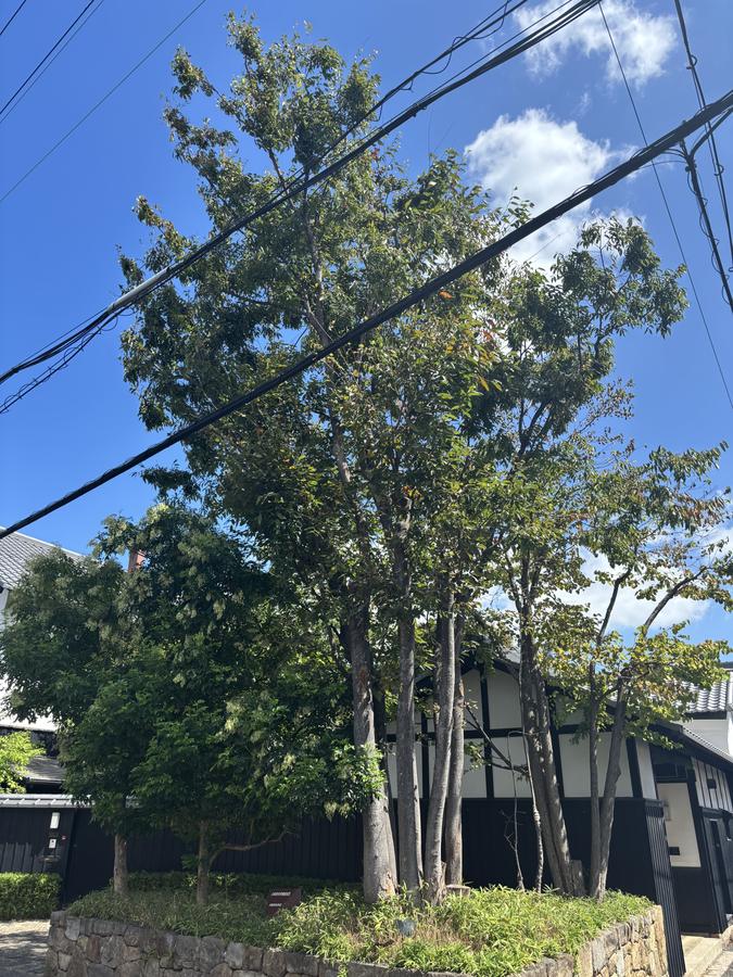屋敷の庭木