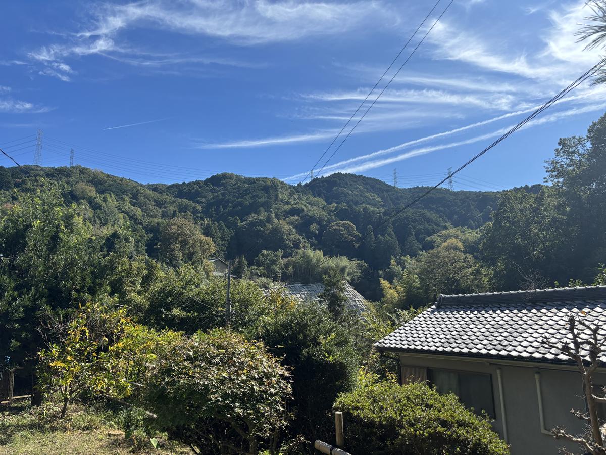 ねこやなぎの周りの山の景色