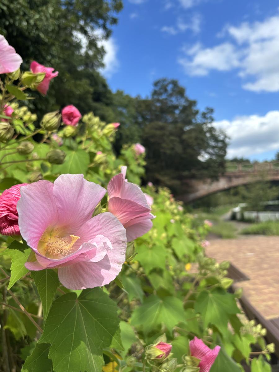 寝屋川公園の遊歩道に咲くピンクの花とアーチ橋